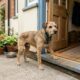 Cão de lar temporário, que precisava ser carregado para atravessar portas, começa a florescer