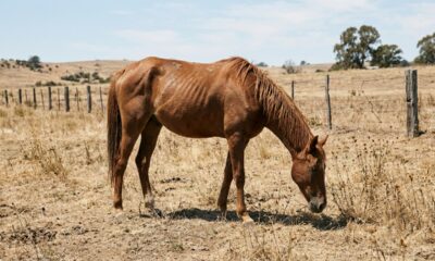 Cavalo “esqueleto vivo” passou dias sozinho no campo até receber ajuda