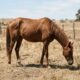Cavalo “esqueleto vivo” passou dias sozinho no campo até receber ajuda
