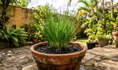 Como plantar cebolinha em vaso reaproveitando a parte que muita gente jogaria no lixo