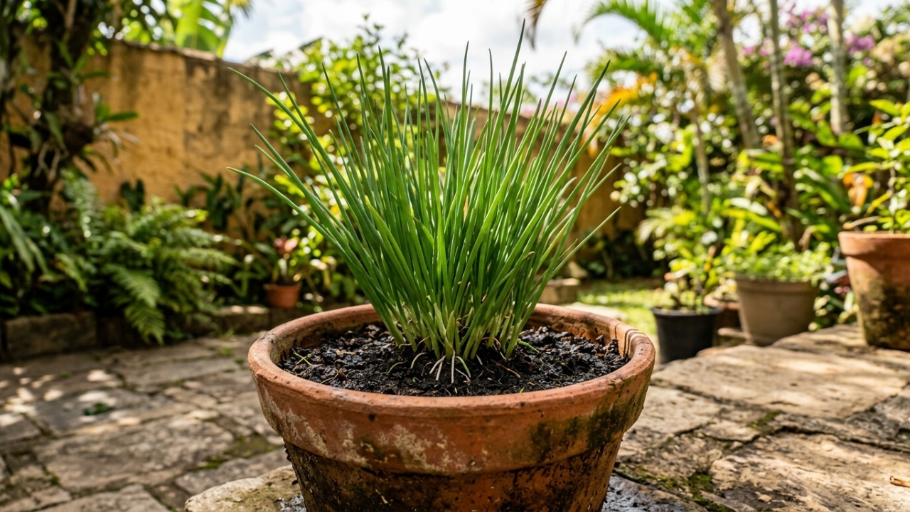 Como plantar cebolinha em vaso reaproveitando a parte que muita gente jogaria no lixo