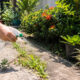 Eu não uso herbicidas nas ervas daninhas do jardim! Em vez disso, uso algo que é "seguro"