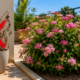 Adeus, plantas que morrem: Essa flor japonesa aguenta tudo e está conquistando os terraços