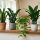5 plantas de interior resistentes que sobrevivem aos esquecidos e deixam a casa mais verde