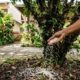 Colocar arroz cru na terra ao redor do jabuticabeira: quais os benefícios e para que serve