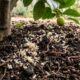 Colocar arroz cru na terra ao redor do limoeiro: quais os benefícios e para que serve