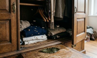 Colocar essa folha dentro do armário de roupa: o que acontece com traças e insetos após uma semana