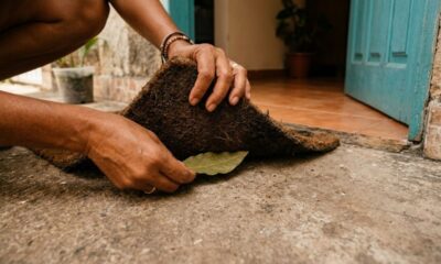 Colocar folha de louro debaixo do tapete à noite: para que serve e como a casa fica pela manhã