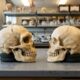 Uma descoberta revolucionária na pesquisa sobre os neandertais. Eles tinham cérebros exatamente como os nossos!