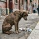Cãozinho de 12 kg se recupera com carinho após ser encontrado em estado crítico