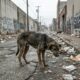 Cão fantasma que viveu anos nas ruas surpreende com transformação incrível