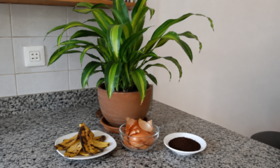 Dracena perdendo o brilho? Esses adubos caseiros podem ajudar sem complicar o cuidado