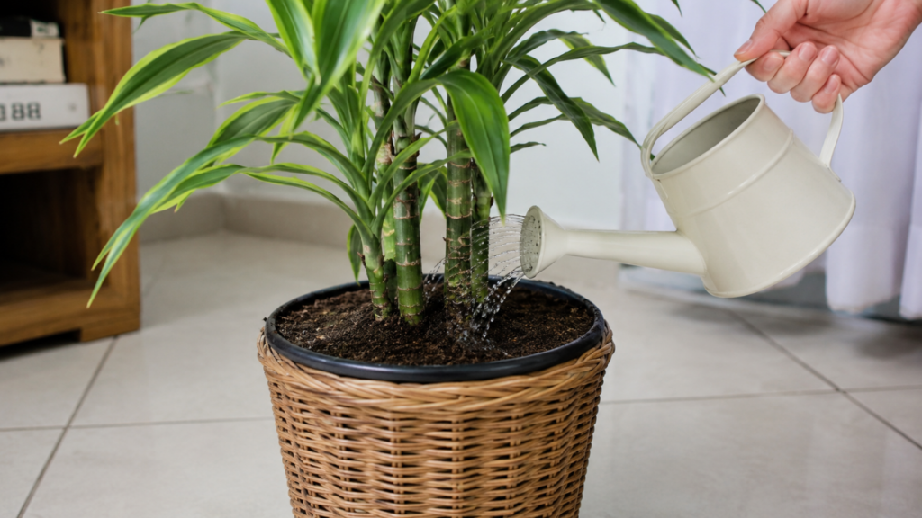 Dracena perdendo o brilho? Esses adubos caseiros podem ajudar sem complicar o cuidado