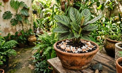 Casca de ovo como adubo exige cuidado na quantidade para não virar problema nas plantas