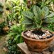 Casca de ovo como adubo exige cuidado na quantidade para não virar problema nas plantas