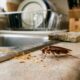 Essas duas plantas ajudam a afastar baratas da cozinha de forma simples