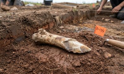 Nova descoberta mostra que os neandertais usavam restos de animais como ferramentas de trabalho