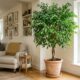 Ficus benjamina chama atenção pela folhagem delicada e pode transformar qualquer ambiente