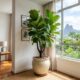 Canto vazio perto da janela fica mais interessante com ficus lyrata e ganha presença na decoração