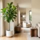 O Ficus Lyrata na sala revela o toque de elegância que muda a decoração do ambiente