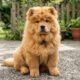 Nala, a filhote com “juba de leão” que virou um adorável ursinho de pelúcia