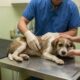Murphy: o filhote doente que escapou da eutanásia e foi adotado por um veterinário