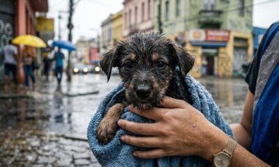 Cachorrinho abandonado é resgatado da chuva e ganha nova chance
