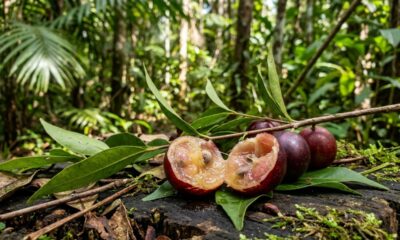 Essa fruta se destaca como a maior fonte natural de vitamina C no Brasil, superando a acerola e o limão