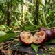 Essa fruta se destaca como a maior fonte natural de vitamina C no Brasil, superando a acerola e o limão