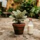 Usar leite nas plantas ajuda de verdade ou pode trazer mais problema que solução?