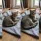 Vídeo em time-lapse mostra gatinho resgatado crescendo em segundos