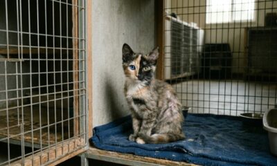 Ninguém se interessa por esses gatinhos que são só um pouquinho diferentes