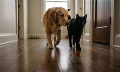 Por que os gatos escondem as unhas e os cachorros fazem barulho ao andar pela casa
