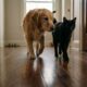 Por que os gatos escondem as unhas e os cachorros fazem barulho ao andar pela casa
