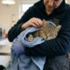 Gato ferido se derrete nos braços do socorrista ao perceber que está seguro