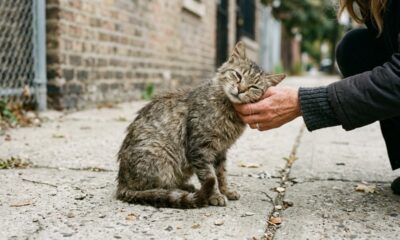 Gato de rua maltratado encontra confiança e um amigo