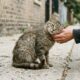 Gato de rua maltratado encontra confiança e um amigo