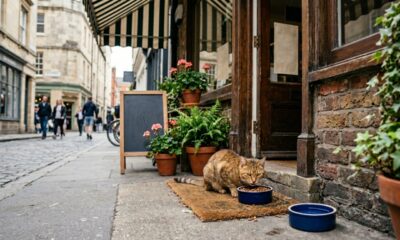 Comerciante ajuda gato de rua faminto e recebe carinho todos os dias