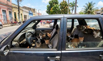 Policiais localizam 29 gatos em veículo estacionado e iniciam operação de resgate