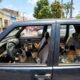Policiais localizam 29 gatos em veículo estacionado e iniciam operação de resgate