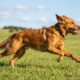 Golden Retriever supera obesidade e corre com energia