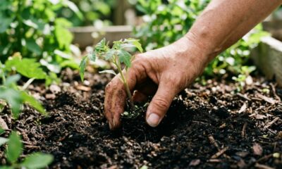 As melhores épocas para plantar cada espécie e evitar erros que prejudicam o cultivo