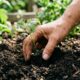 As melhores épocas para plantar cada espécie e evitar erros que prejudicam o cultivo
