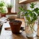 Como plantar hortelã com galhos e fazer a muda pegar mais rápido