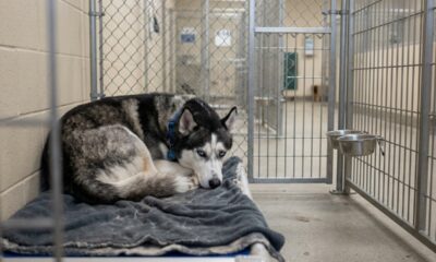 Husky abandonado por ser “demais” fica encolhido sozinho em abrigo