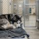 Husky abandonado por ser “demais” fica encolhido sozinho em abrigo