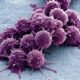 Vitamina B2 pode ajudar células cancerosas a sobreviver, aponta pesquisa