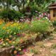 5 plantas que se reproduzem sozinhas e enchem o jardim de cor sem esforço nenhum