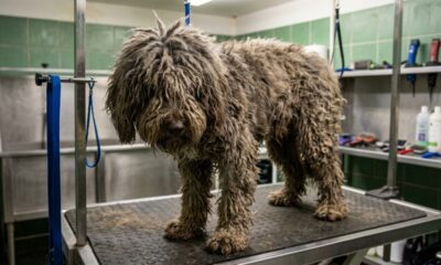 Labradoodle tinha pelos tão emaranhados que não dava para ver seu rosto