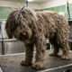 Labradoodle tinha pelos tão emaranhados que não dava para ver seu rosto